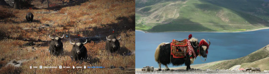 O Yak é um herbívoro, com uma pelagem muito longa. No game ele é muito agressivo, mas no Tibete, existem passeis no Yak.